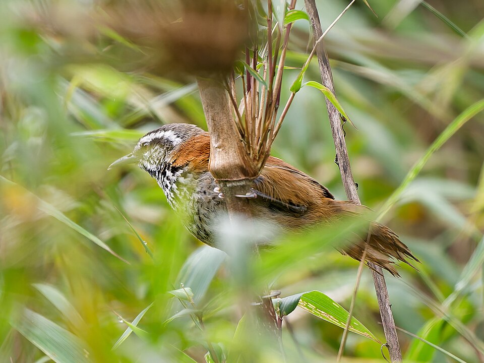 Inca Wren