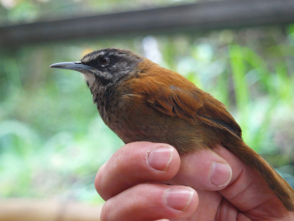 Plain-tailed Wren