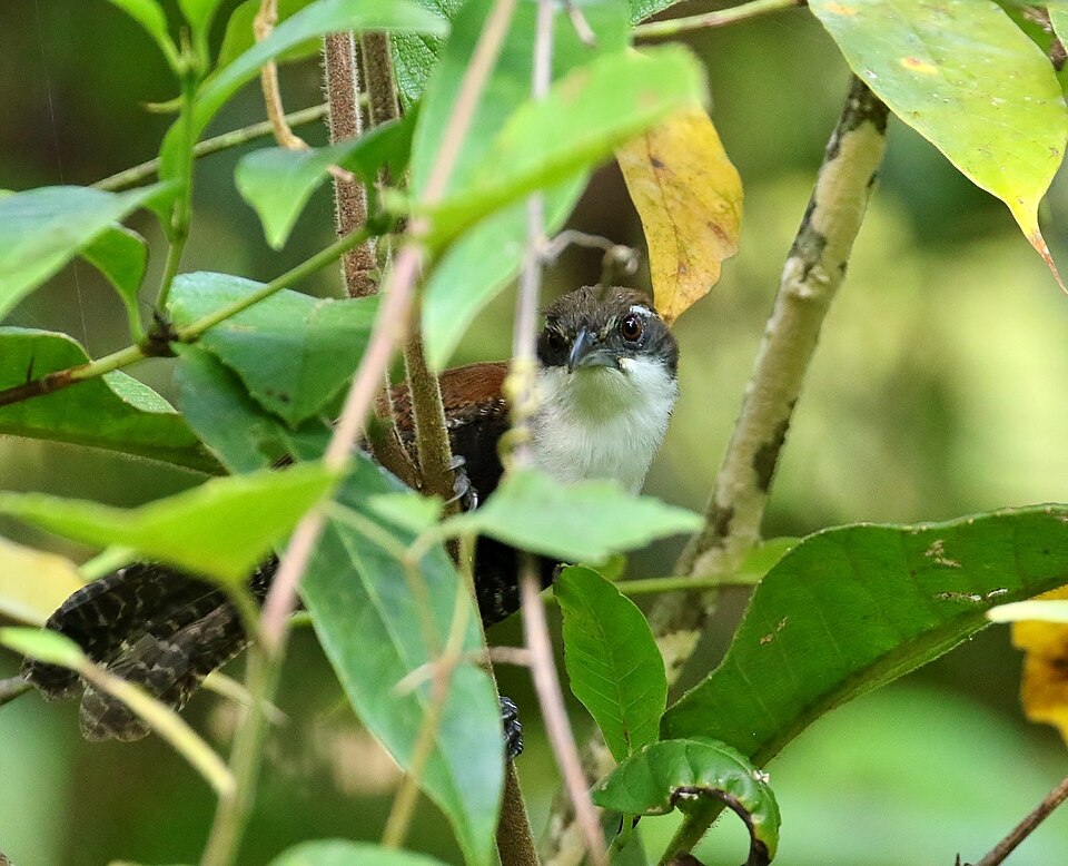 Black-bellied Wren