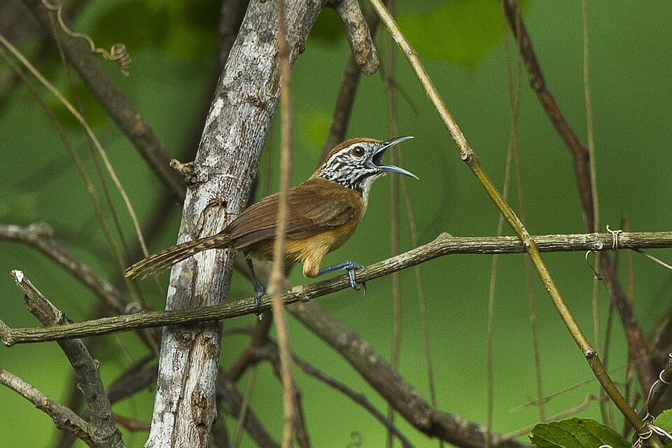 Happy Wren