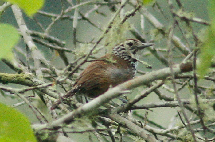 Speckle-breasted Wren