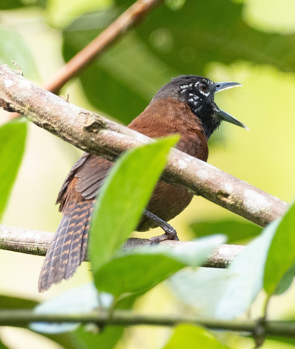 Sooty-headed Wren