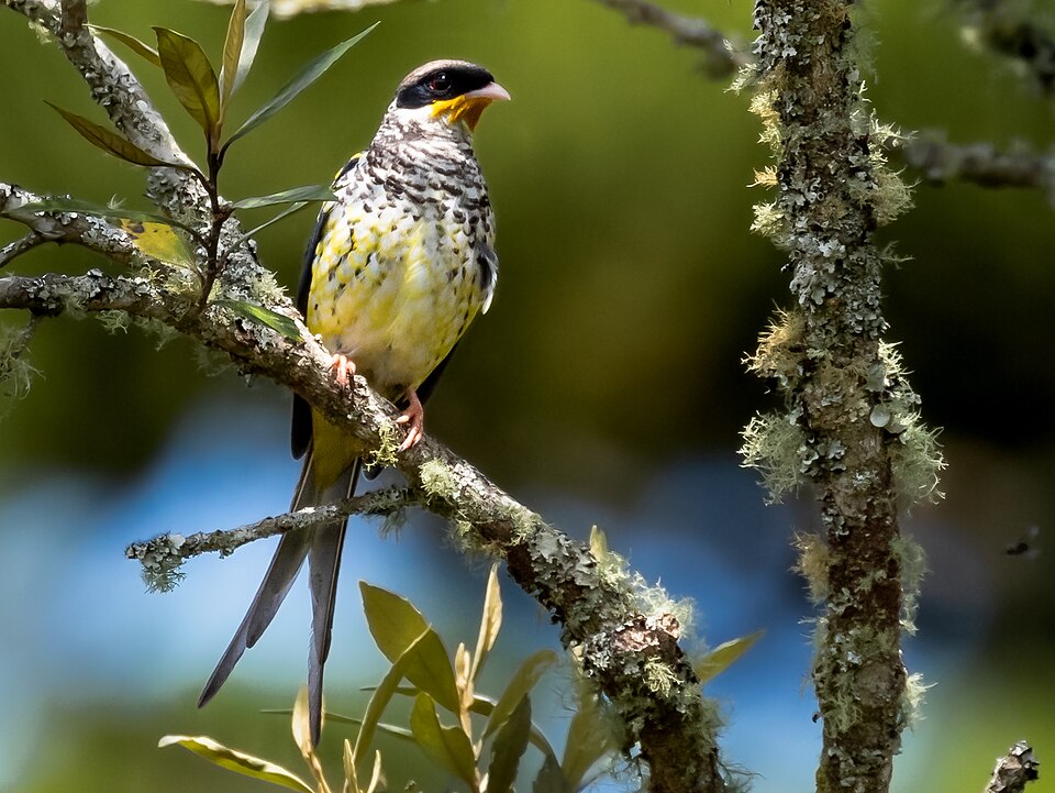 Swallow-tailed Cotinga