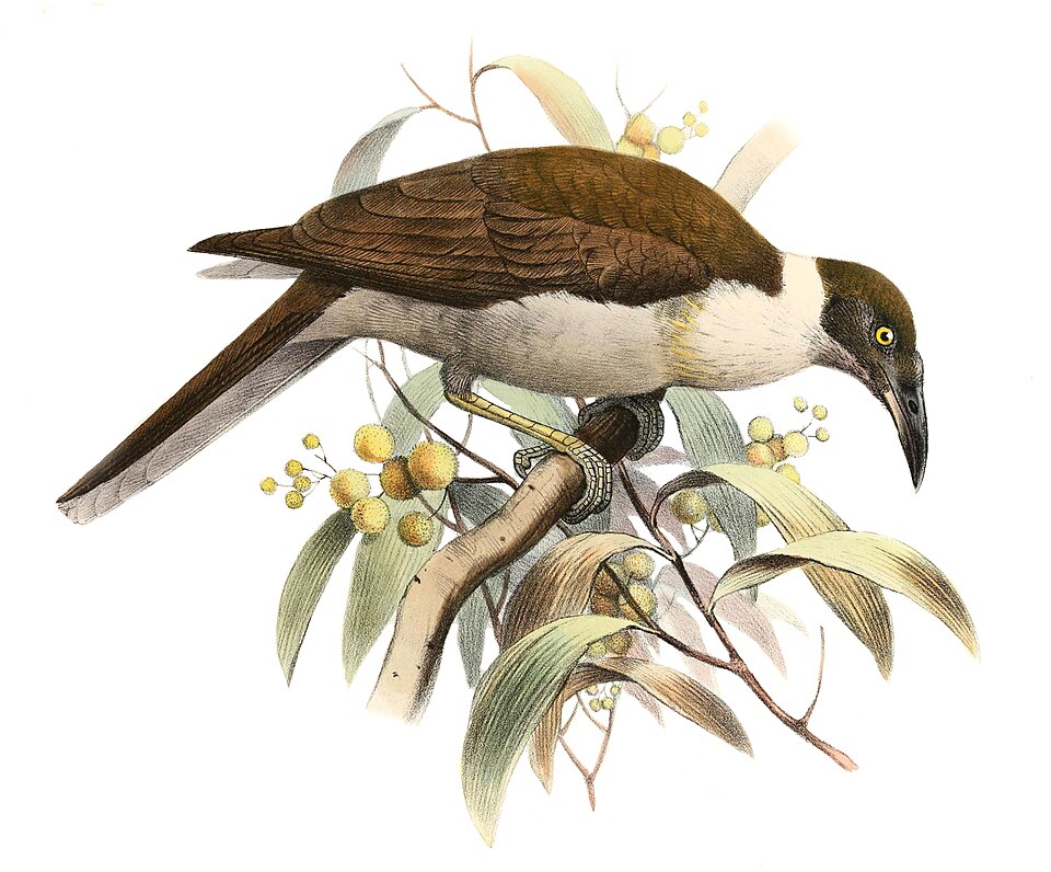 Manus Friarbird
