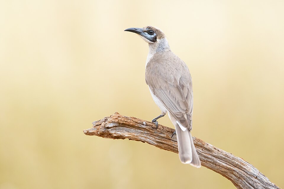 Little Friarbird