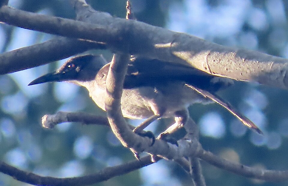 New Britain Friarbird