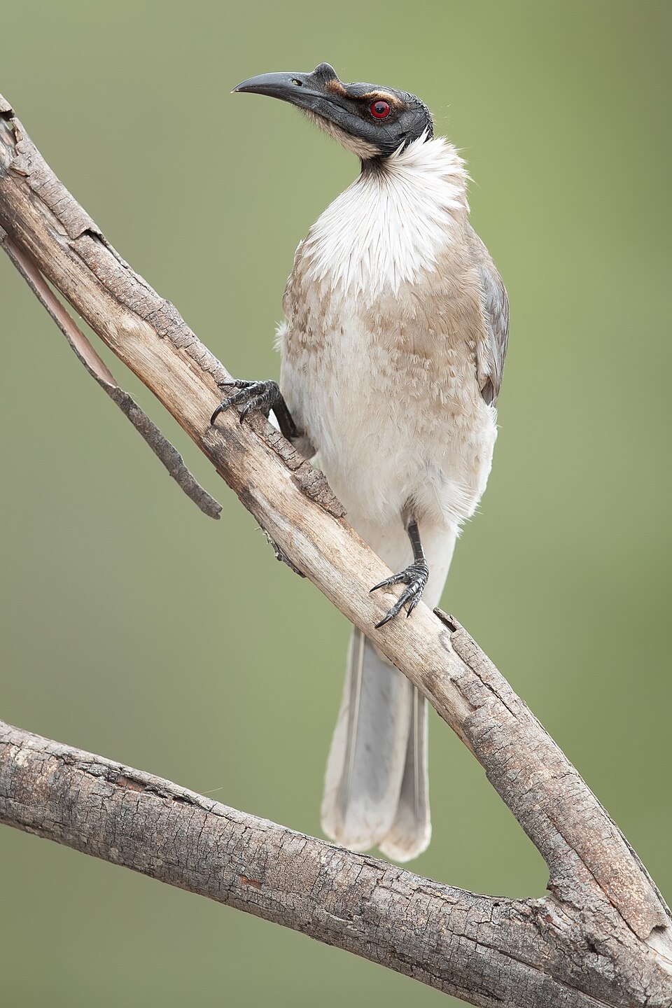 Noisy Friarbird