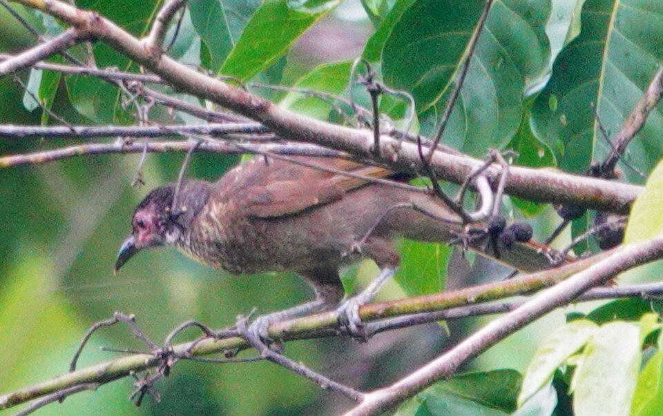 Dusky Friarbird