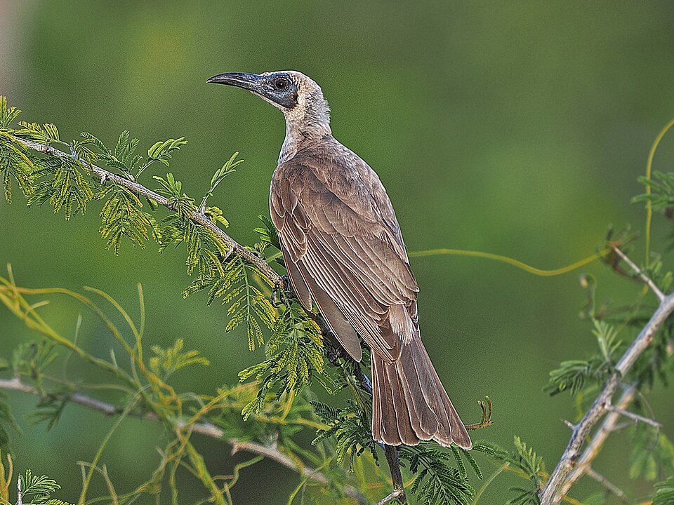 Grey Friarbird