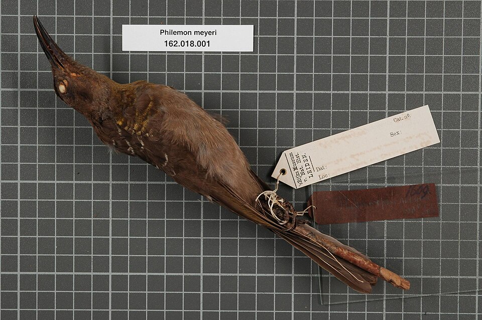 Meyer's Friarbird