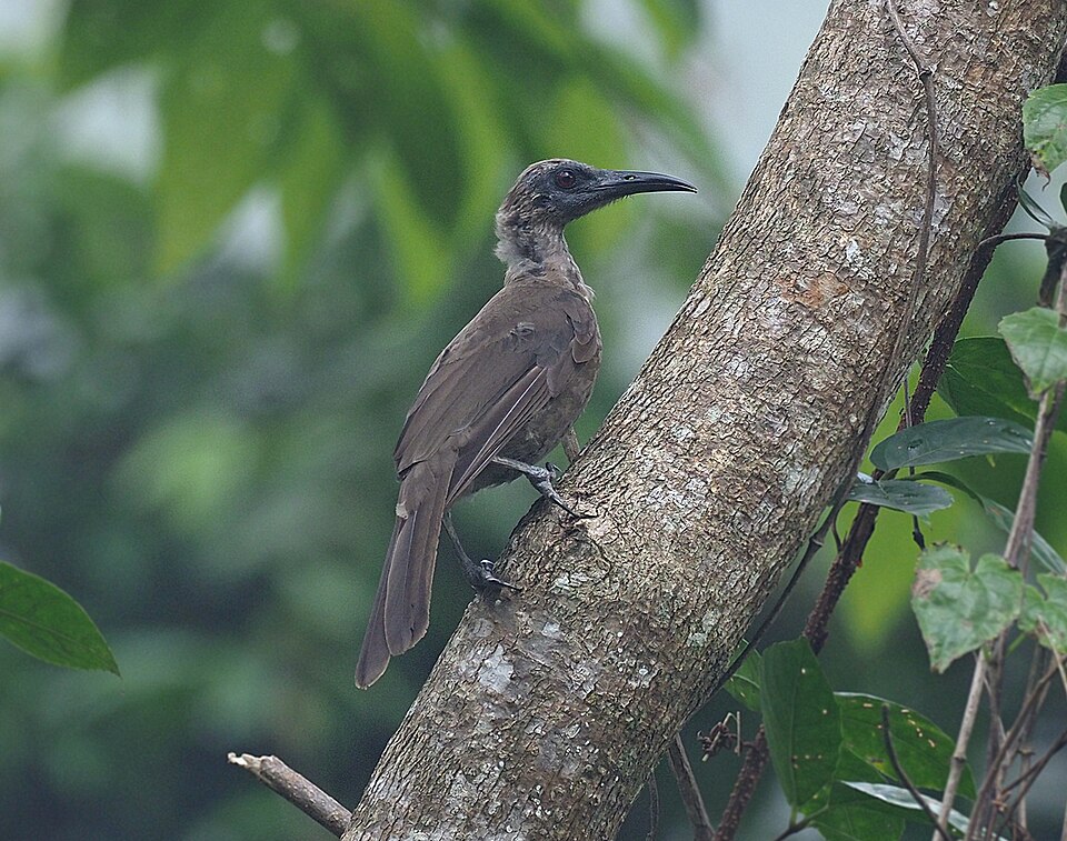 Black-faced Friarbird