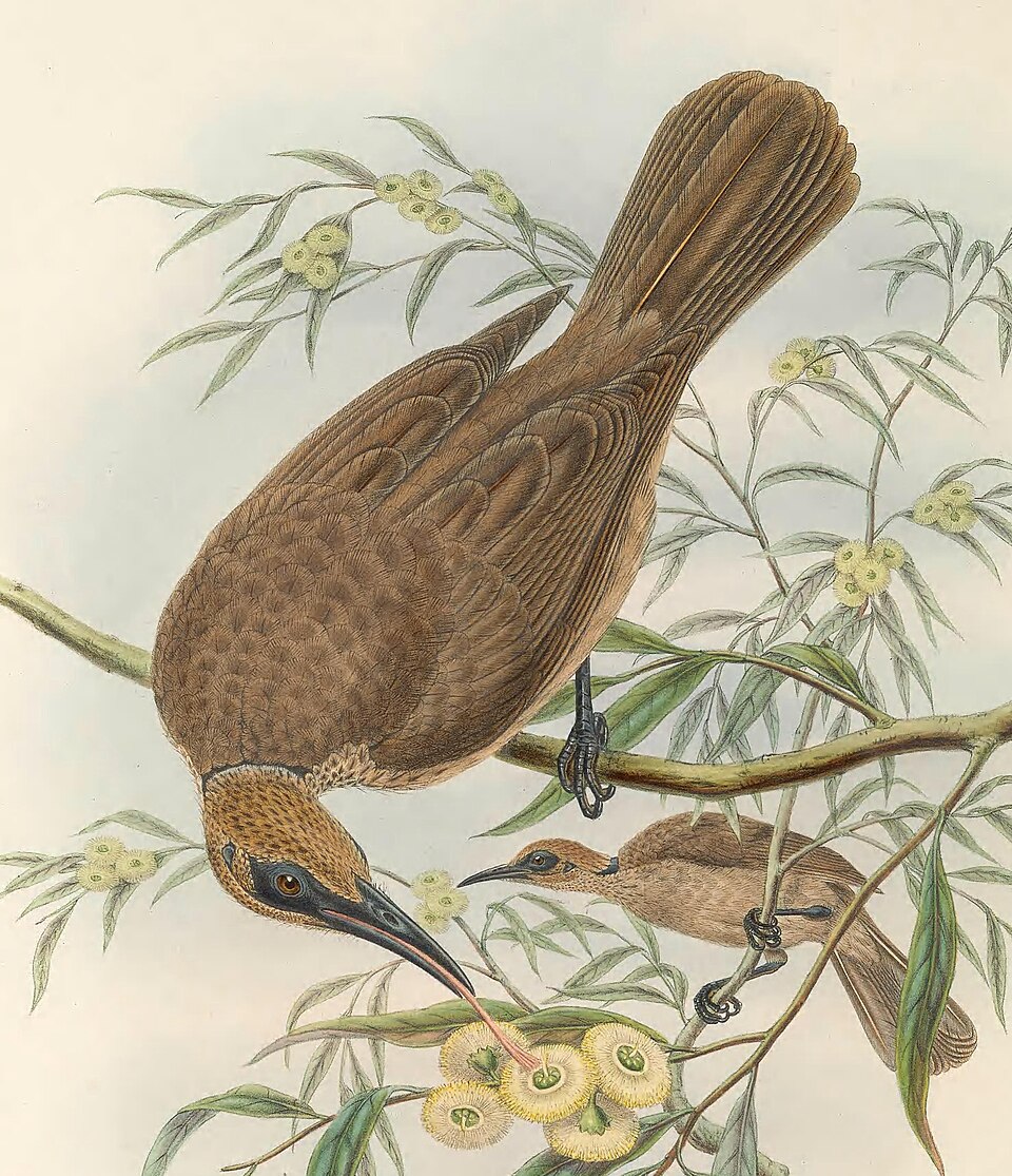 Tanimbar Friarbird