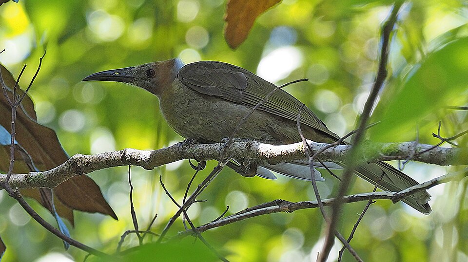 Seram Friarbird