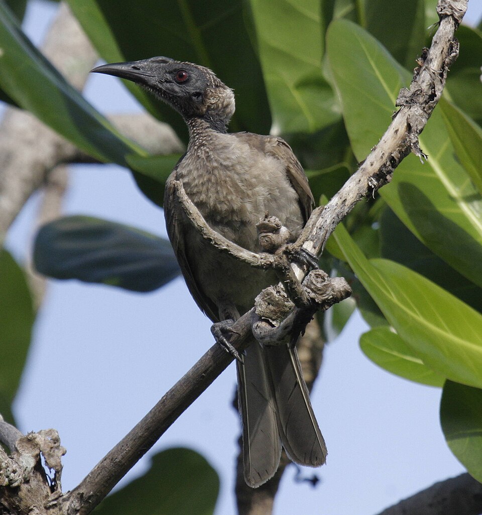 Hornbill Friarbird