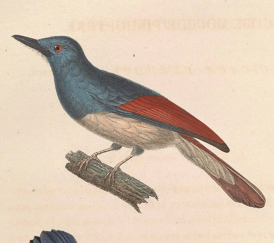 Rufous-winged Philentoma