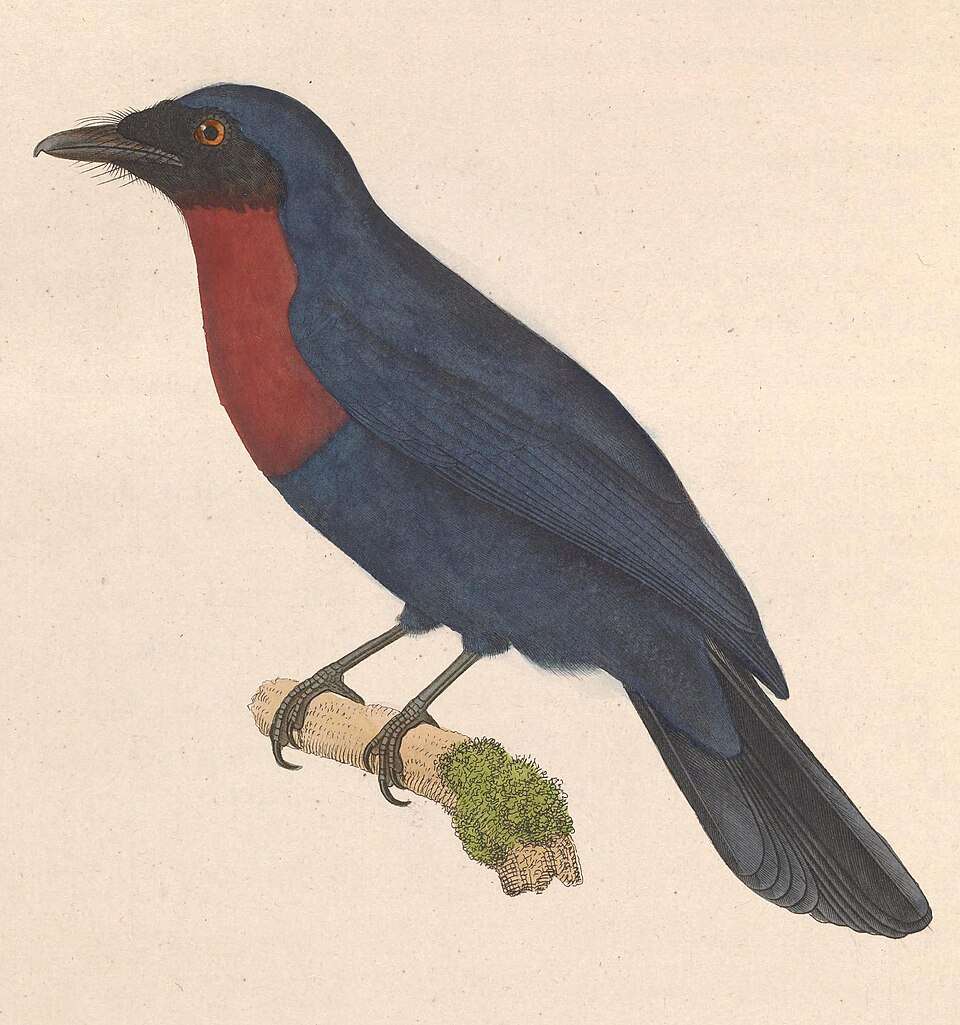 Maroon-breasted Philentoma