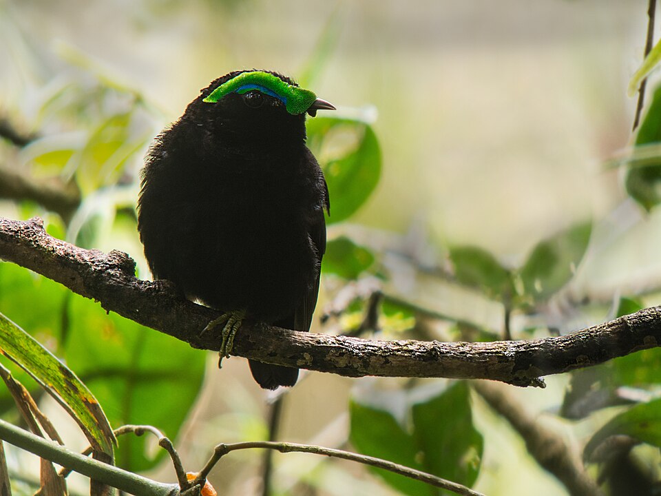 Velvet Asity