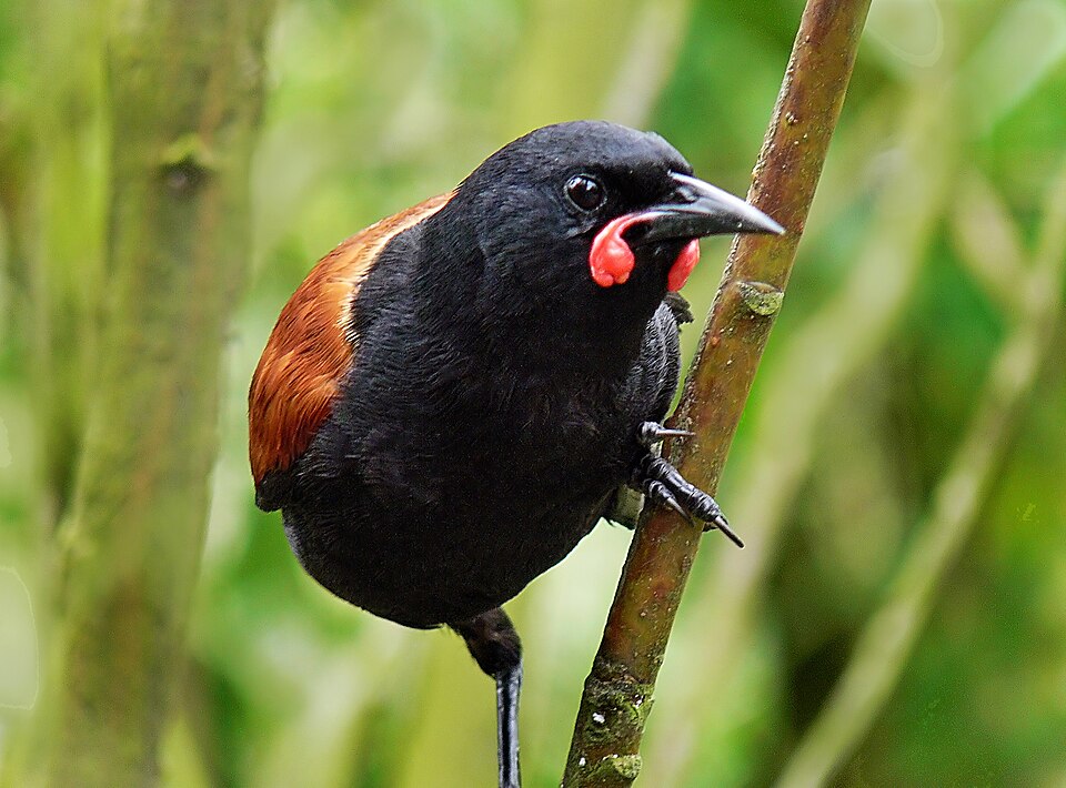 South Island Saddleback