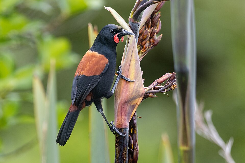 North Island Saddleback