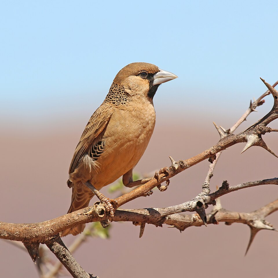 Sociable Weaver