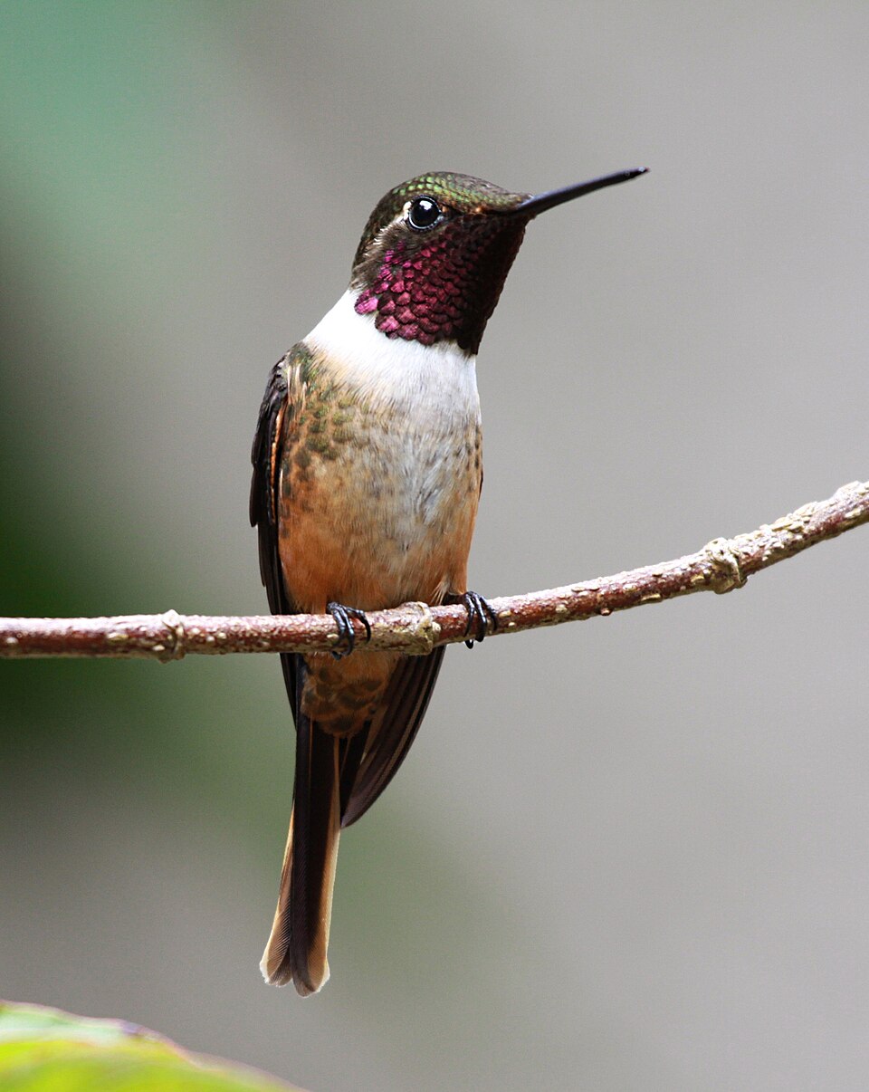 Magenta-throated Woodstar