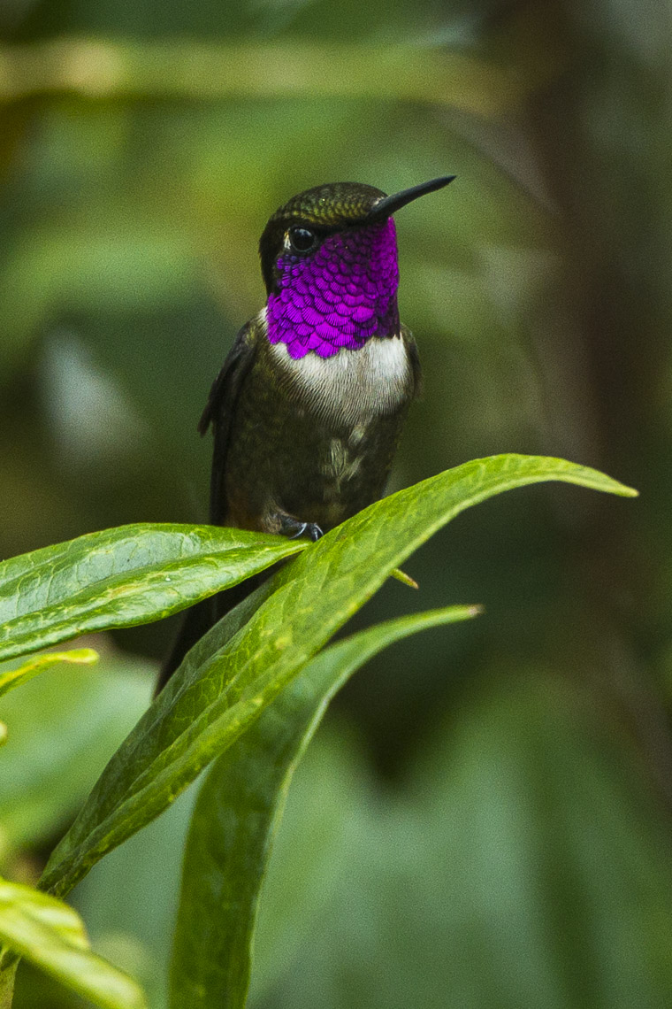 Purple-throated Woodstar