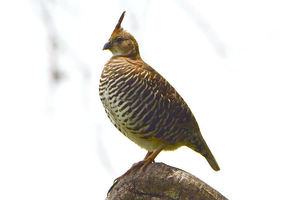 Banded Quail