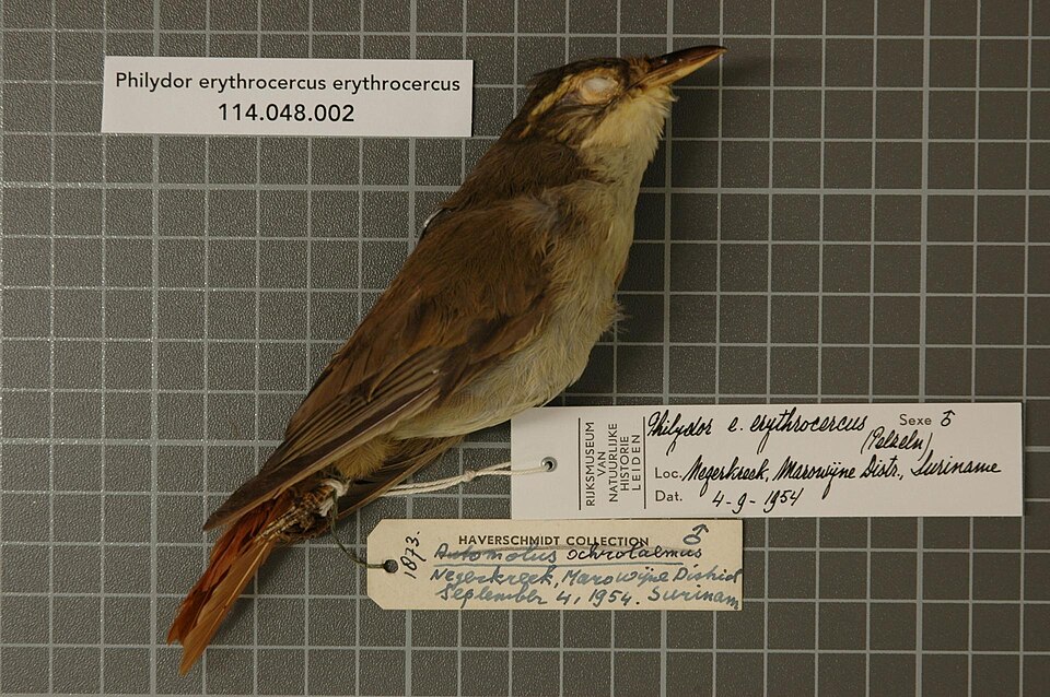 Rufous-rumped Foliage-gleaner