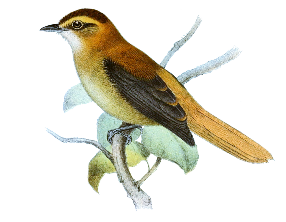 Slaty-winged Foliage-gleaner