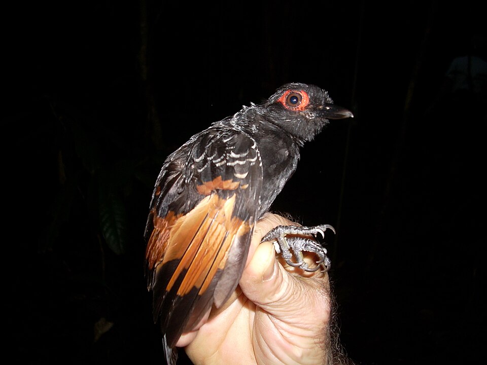 Reddish-winged Bare-eye
