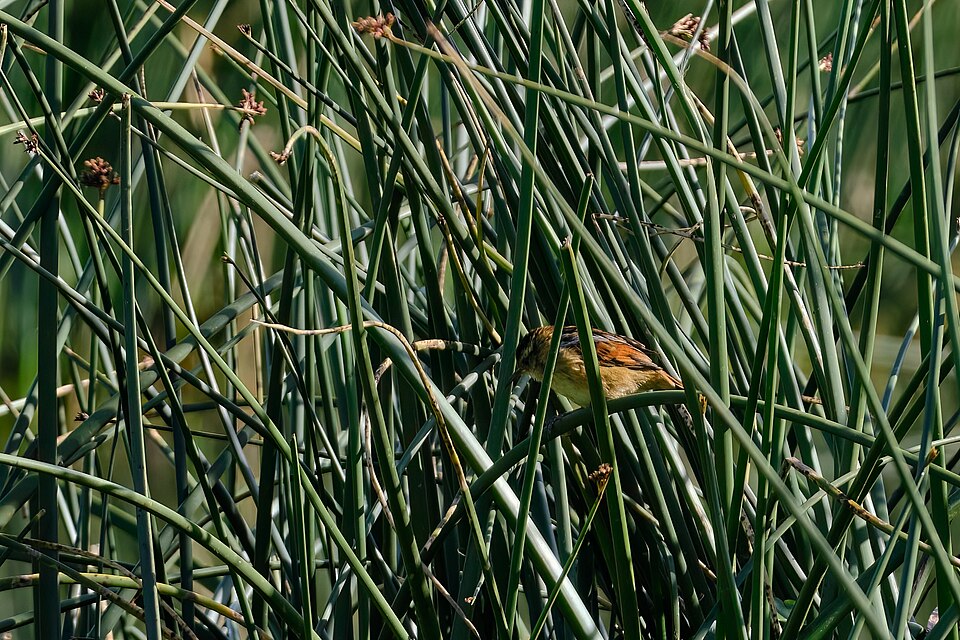 Wren-like Rushbird