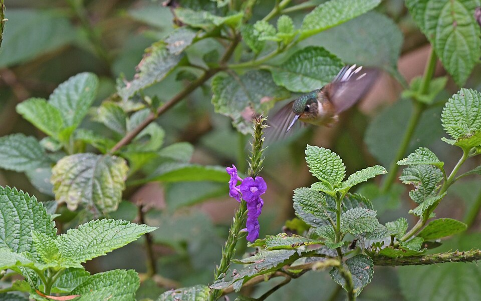 Peruvian Piedtail