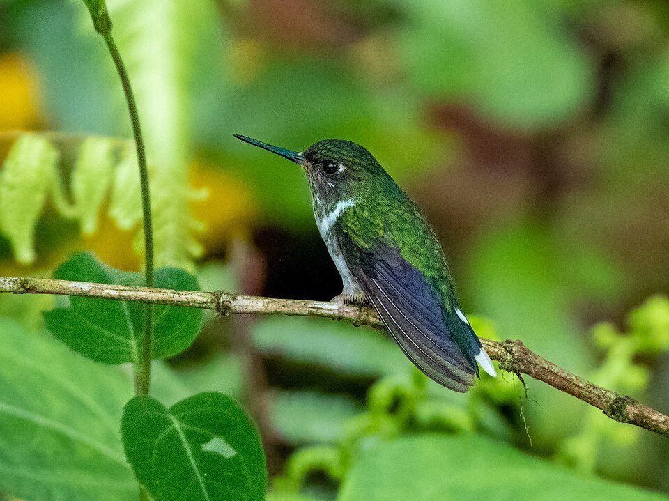 Ecuadorian Piedtail