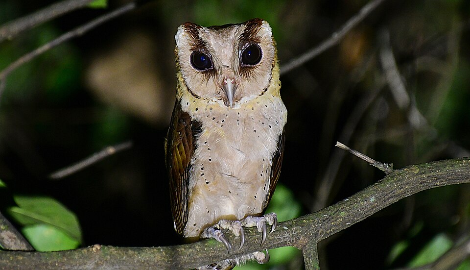 Sri Lanka Bay Owl