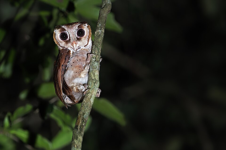 Oriental Bay Owl