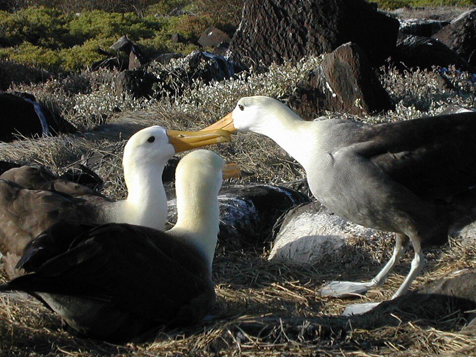 Waved Albatross