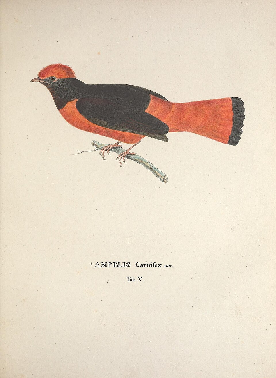 Guianan Red Cotinga