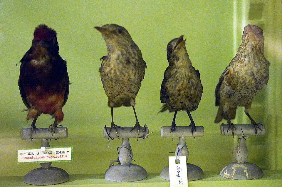 Black-necked Red Cotinga