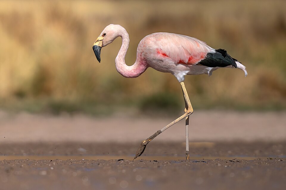 Andean Flamingo