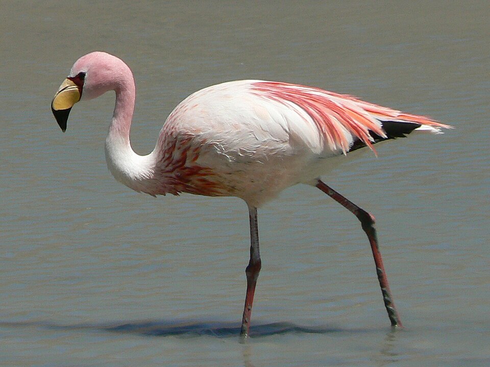 James's Flamingo