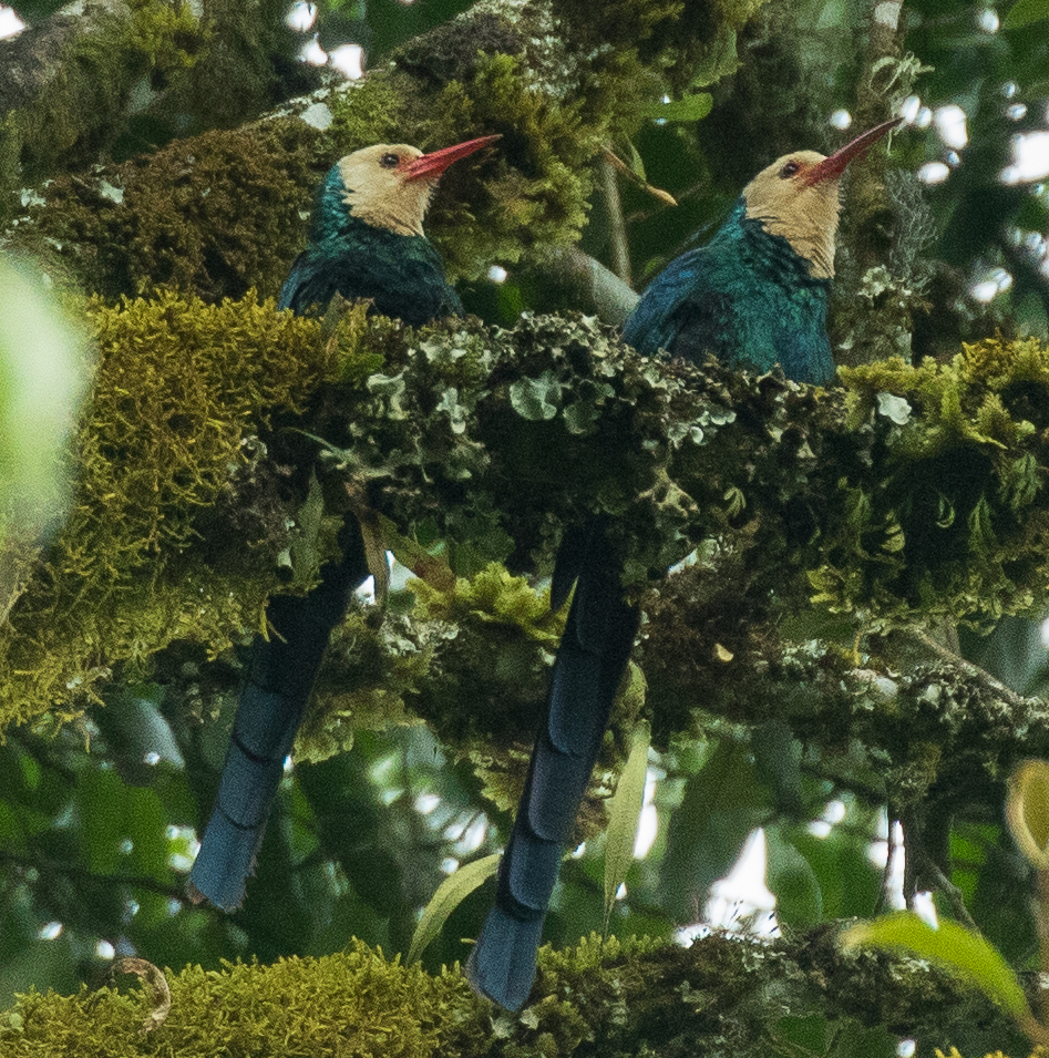 White-headed Wood Hoopoe