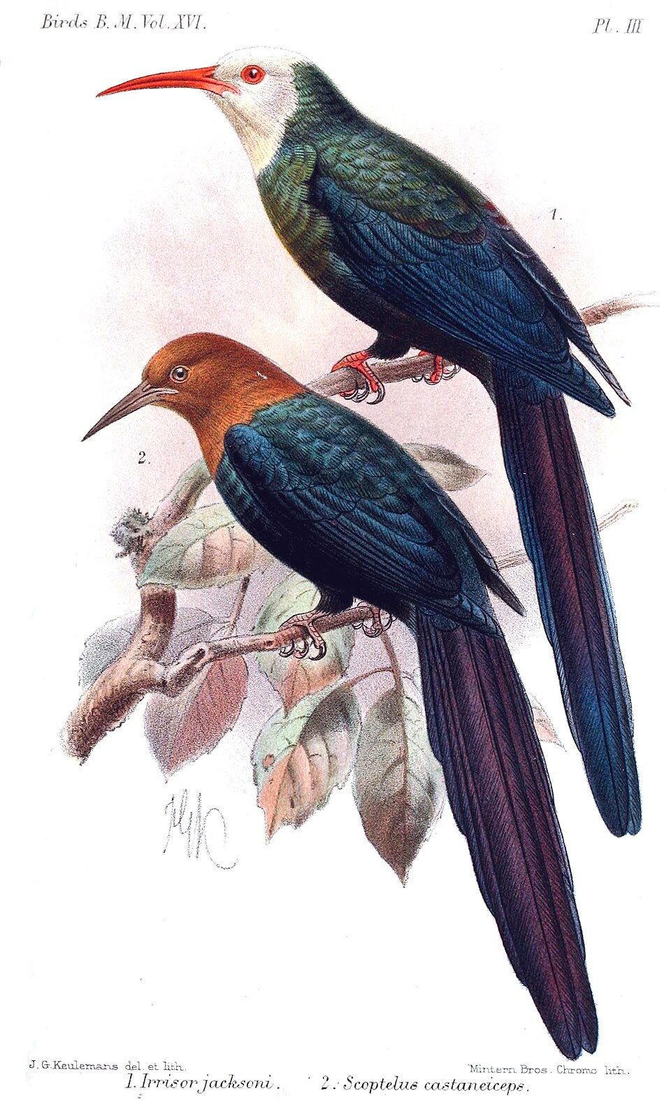 Forest Wood Hoopoe