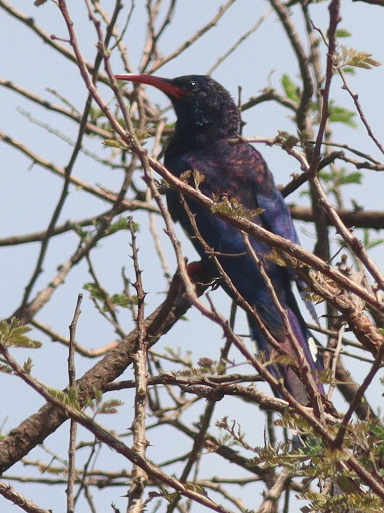 Violet Wood Hoopoe