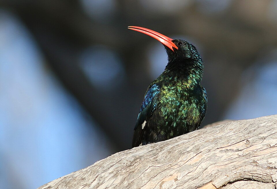 Green Wood Hoopoe