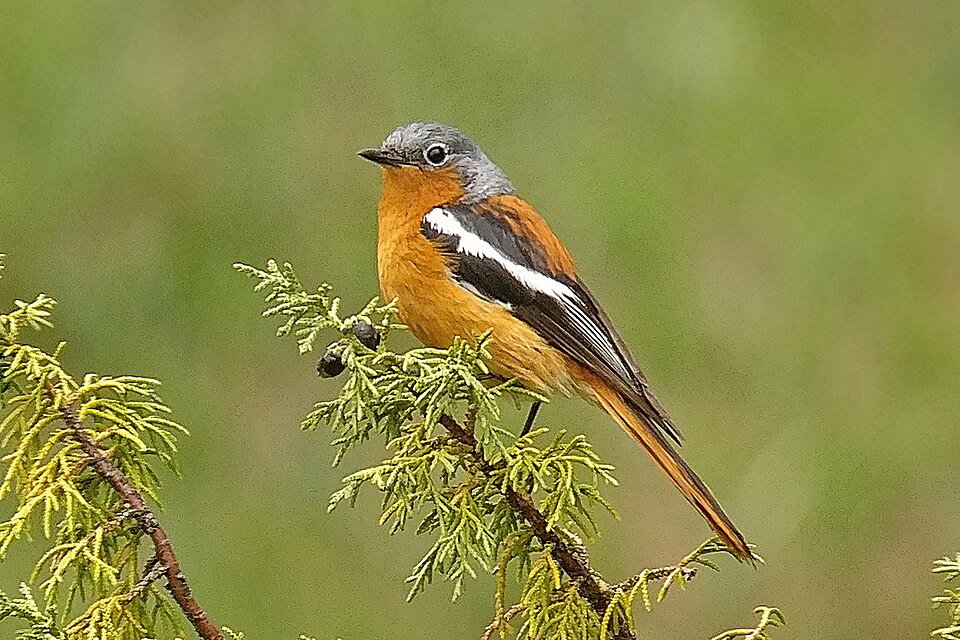 Przevalski's Redstart