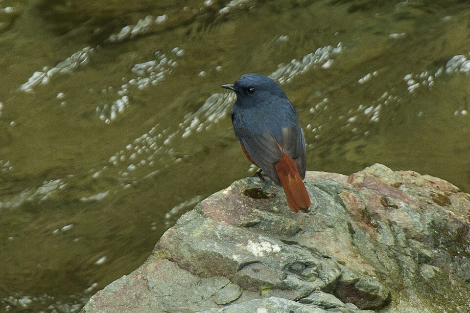 Luzon Water Redstart