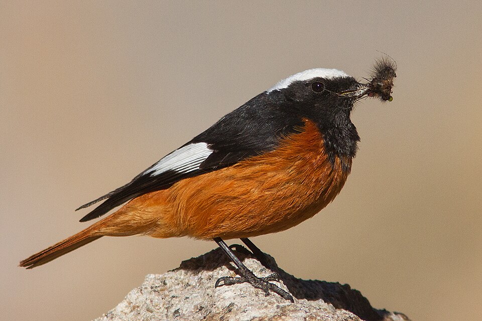 Güldenstädt's Redstart