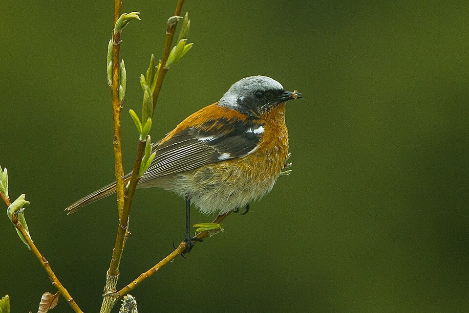 Eversmann's Redstart