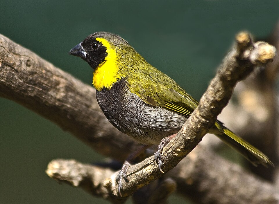 Cuban Grassquit