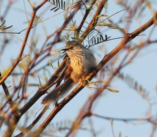 Namaqua Warbler